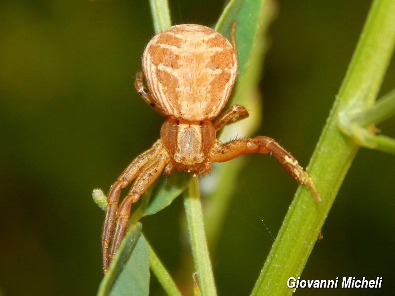 Xysticus sp. - Arluno (MI)